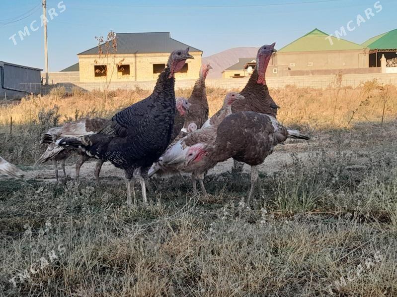 Induklar - Гёкдепе - img 1