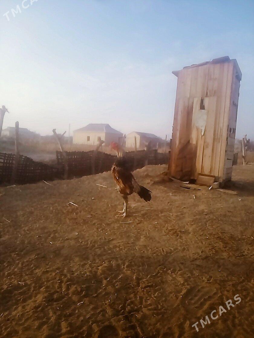 PARODA HORAZ - Mary - img 1