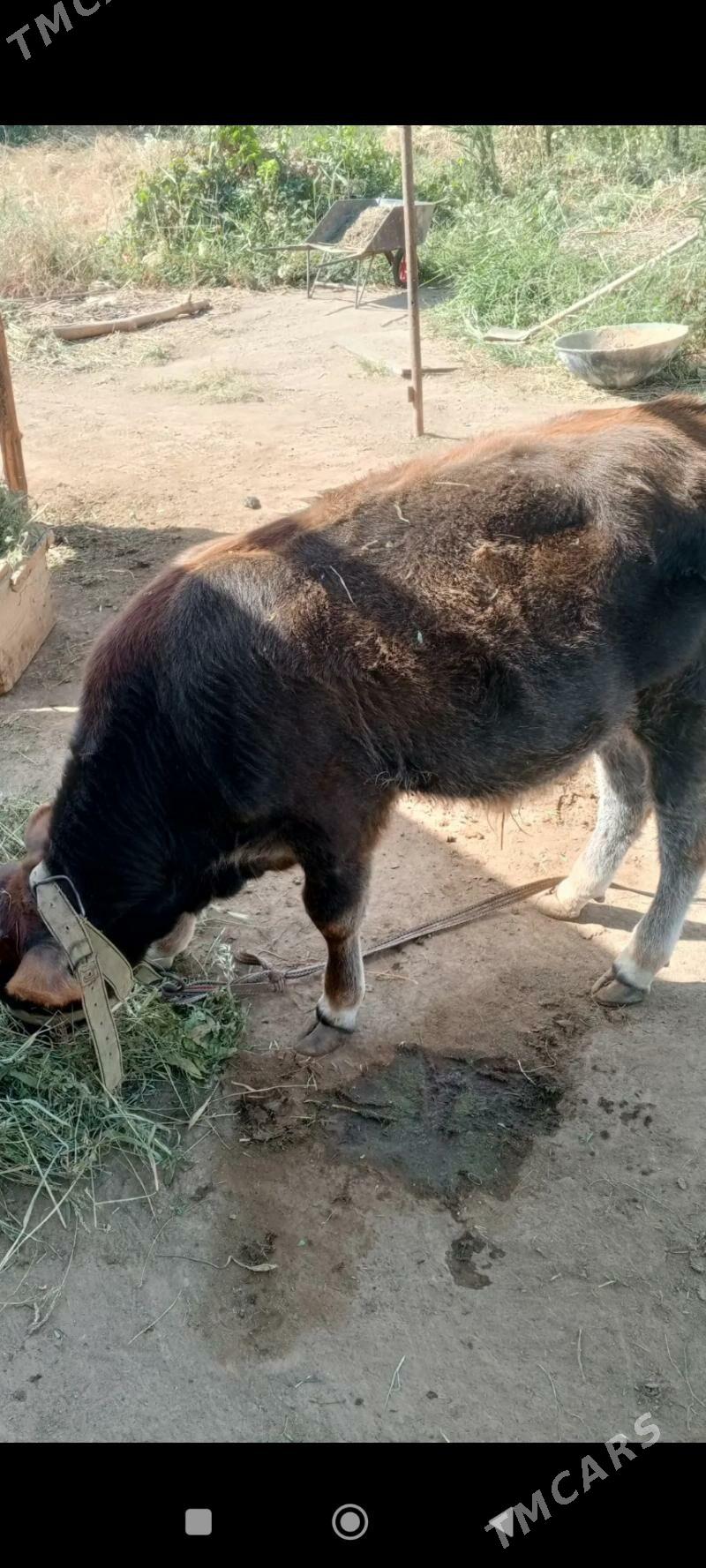 ökuz - Ýolöten - img 2