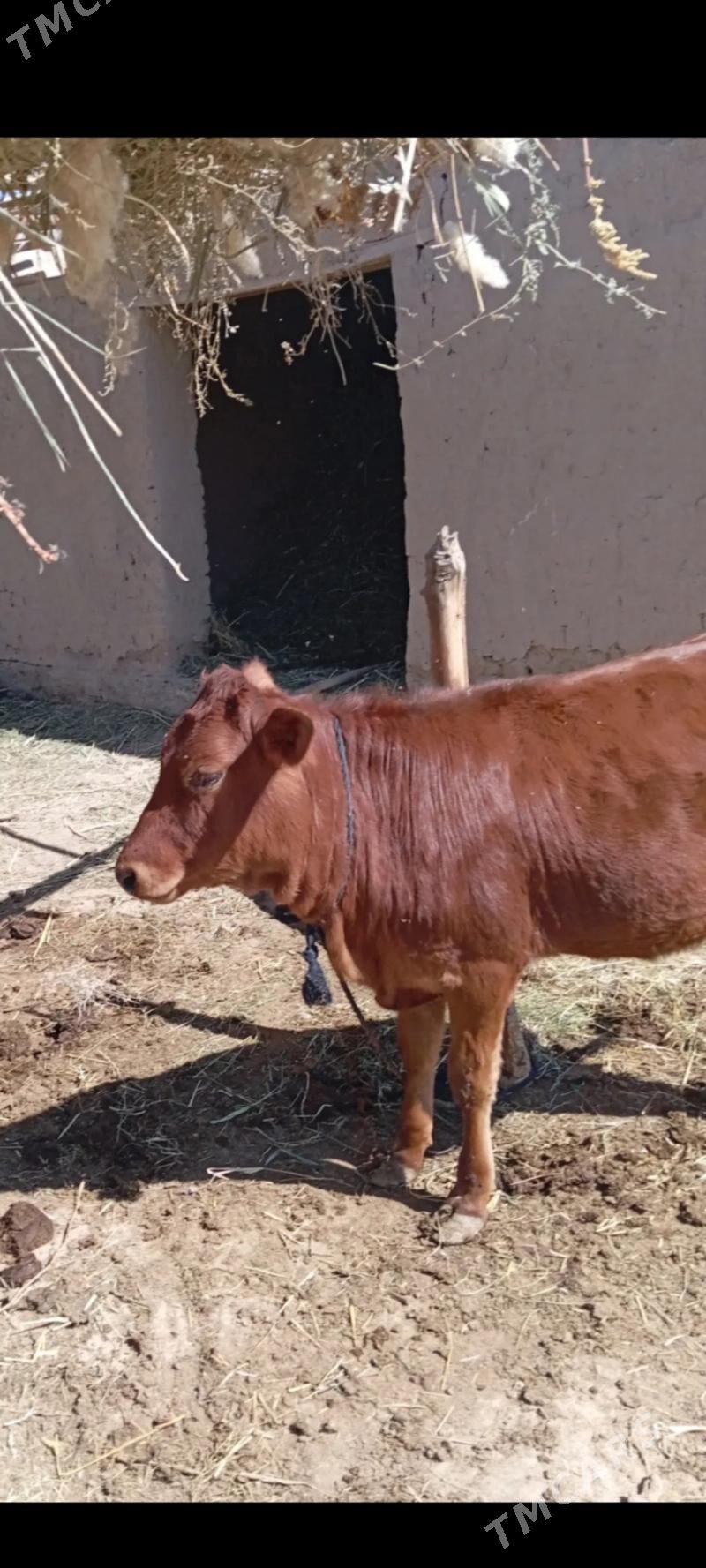 ökuz - Ýolöten - img 4