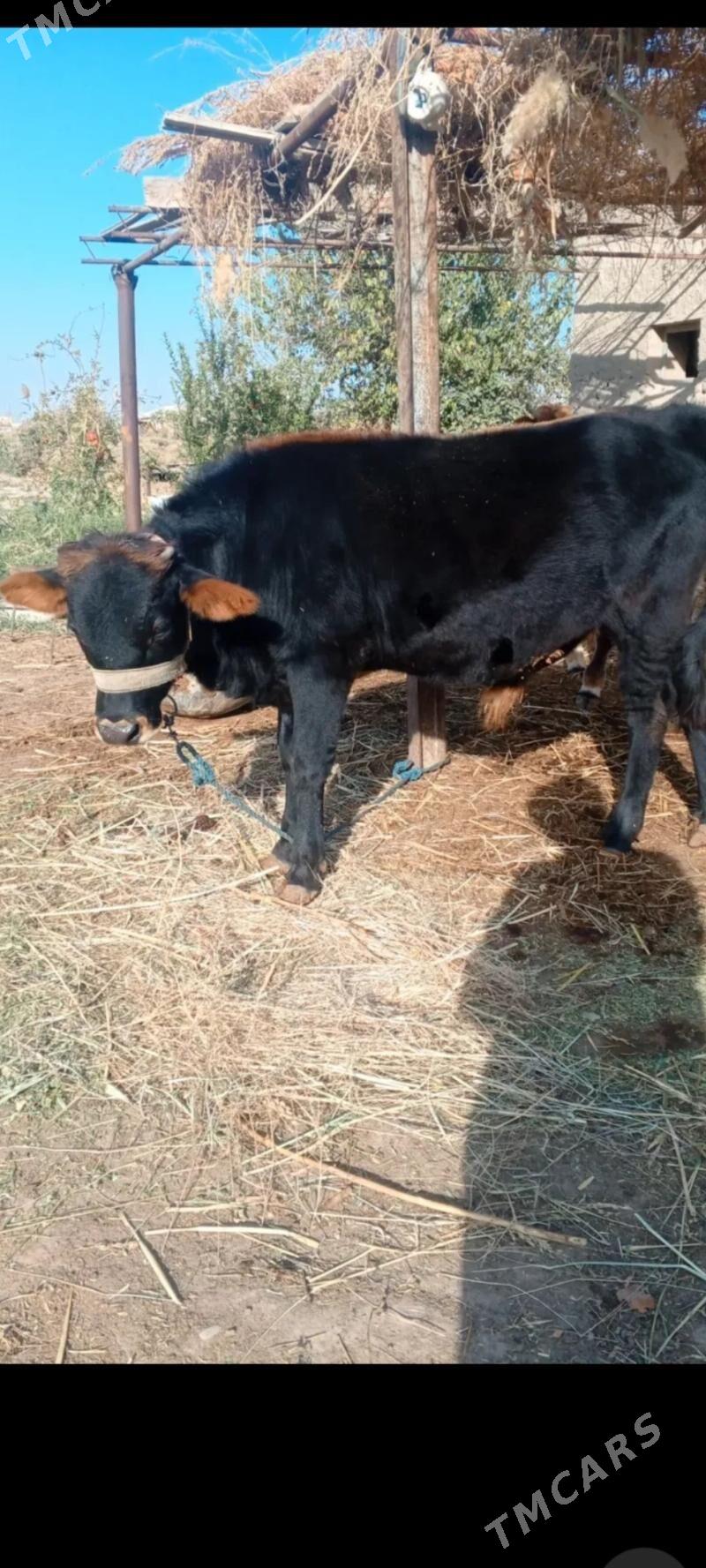 ökuz - Ýolöten - img 3