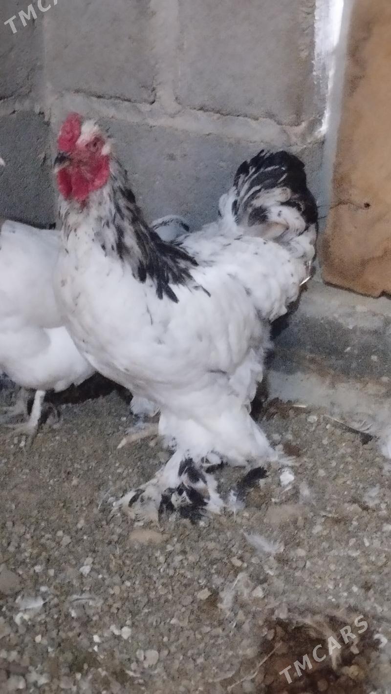 Horoz - Гумдаг - img 1