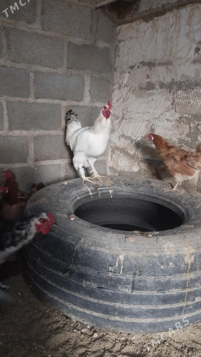 Horoz - Гумдаг - img 4