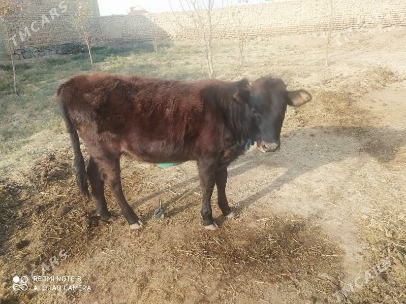 göle inen - Берекет - img 2