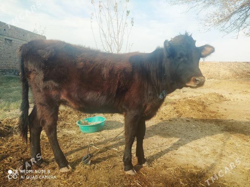 göle inen - Берекет - img 4