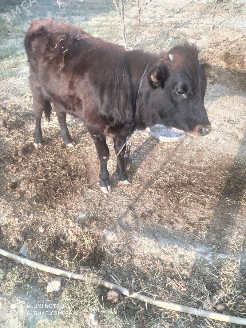 göle inen - Берекет - img 1