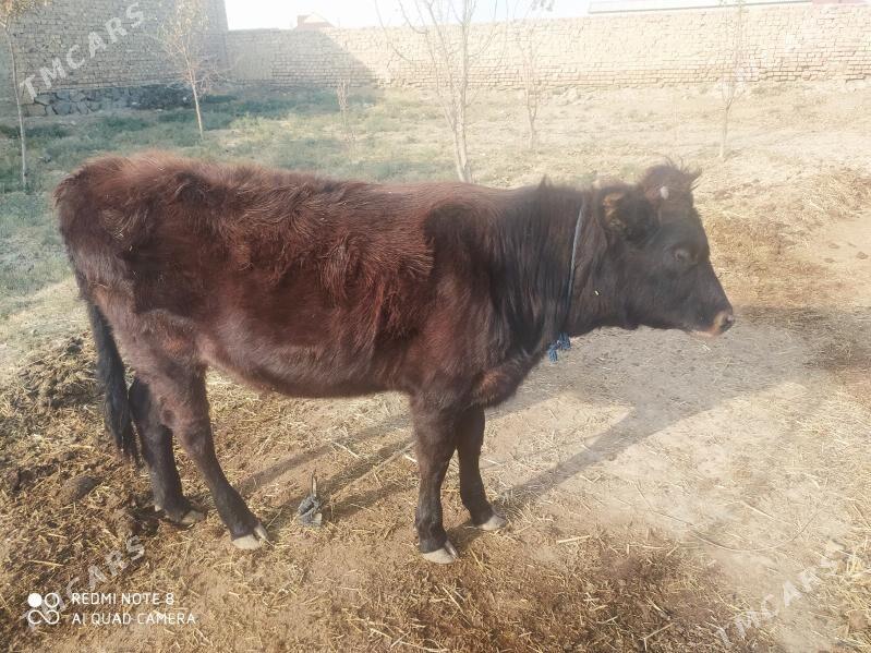 göle inen - Берекет - img 3