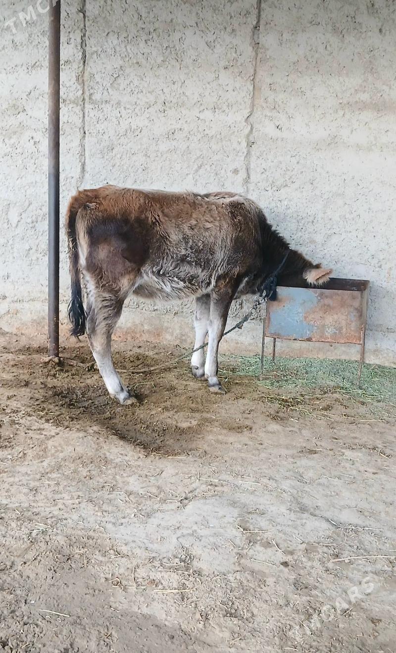 Sygyr Goleli - Bäherden - img 4