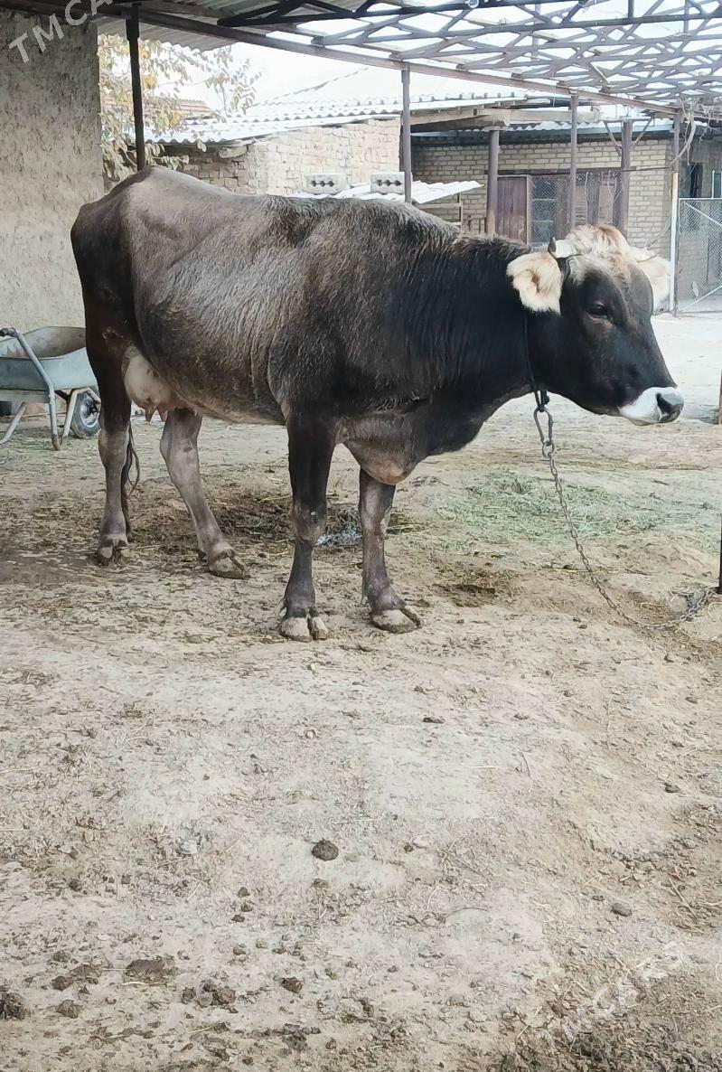 Sygyr Goleli - Bäherden - img 3