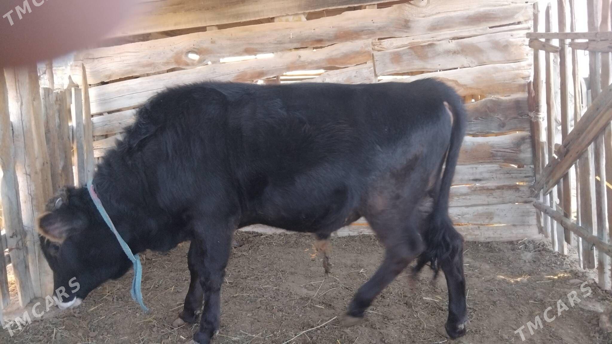 ardana - Эсенгулы - img 1