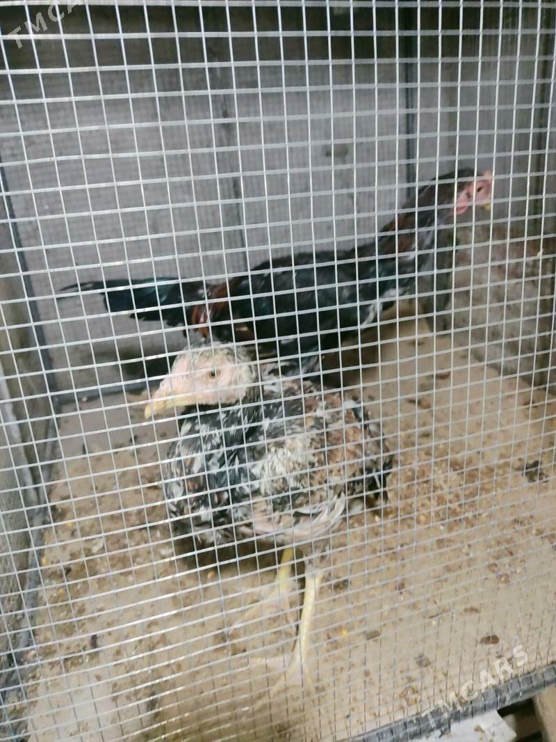 horaz jujeler - Türkmenabat - img 4