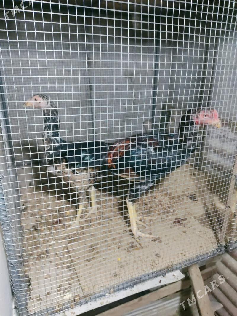 horaz jujeler - Türkmenabat - img 3