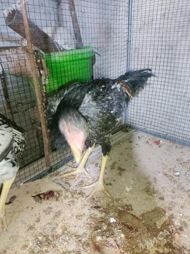 horaz jujeler - Türkmenabat - img 5