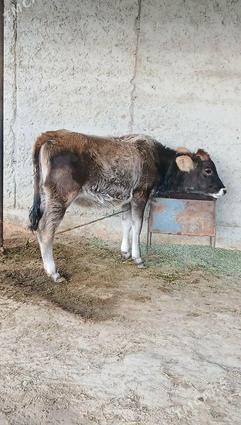 Sygyr Goleli - Bäherden - img 2