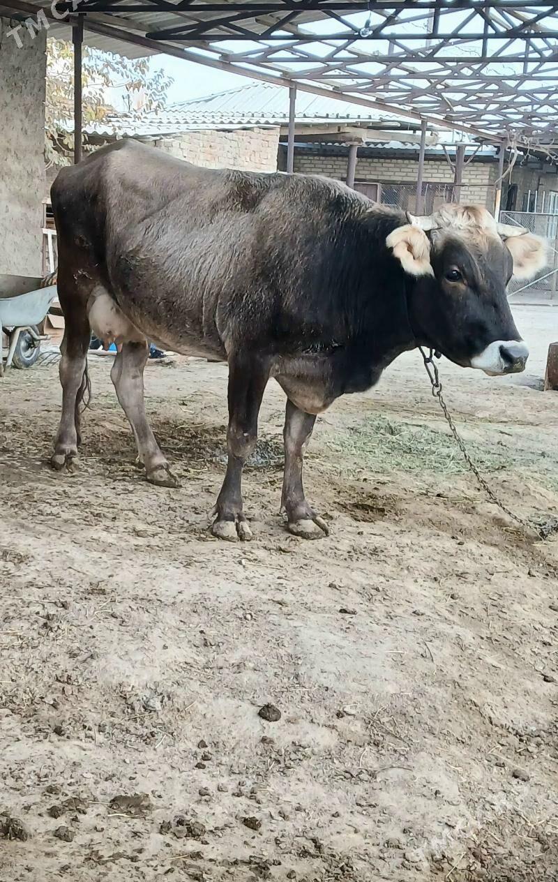 Sygyr Goleli - Bäherden - img 1