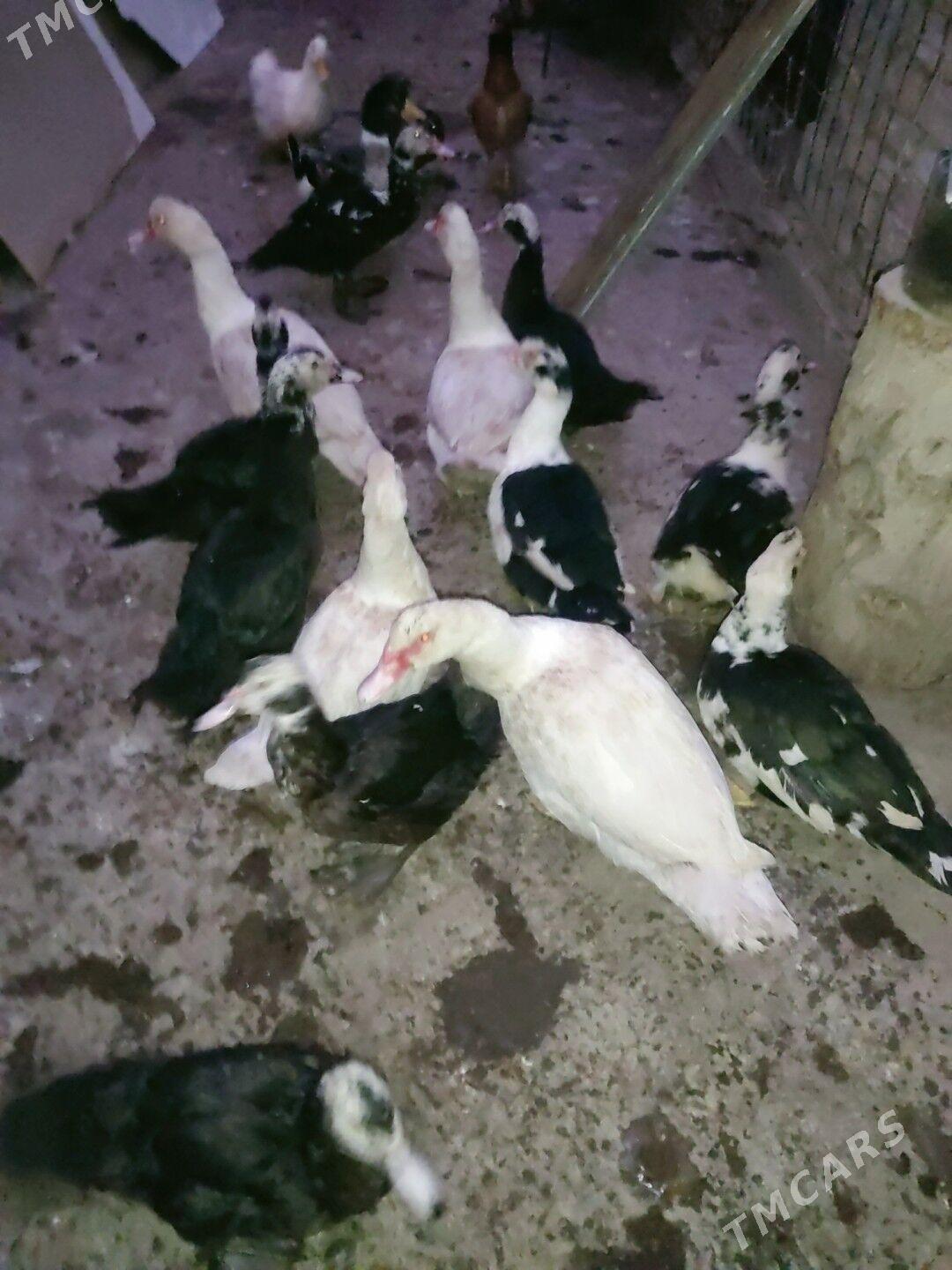 muskuslar - Türkmenabat - img 1