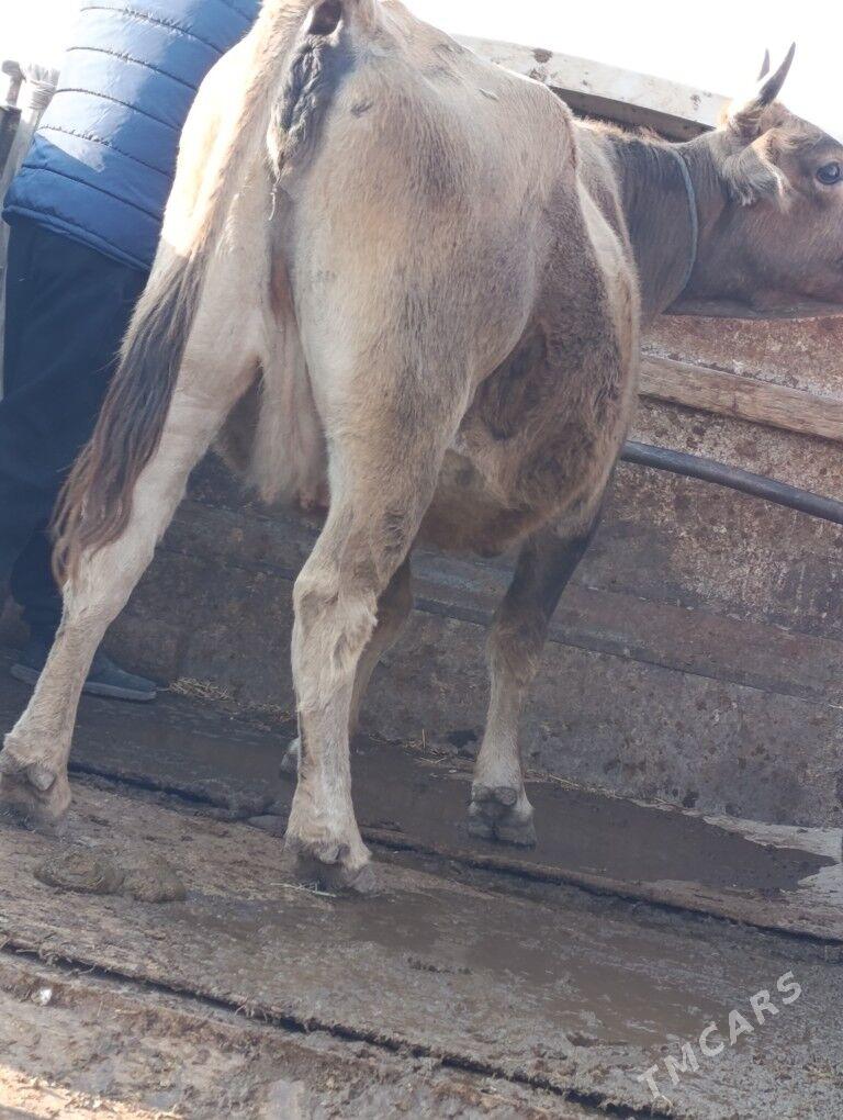 Сементал - Türkmenabat - img 6