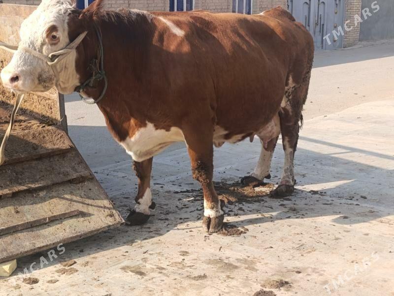 Сементал - Türkmenabat - img 3