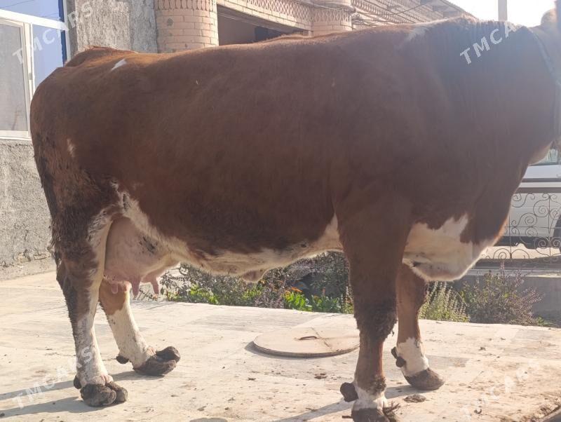 Сементал - Türkmenabat - img 7