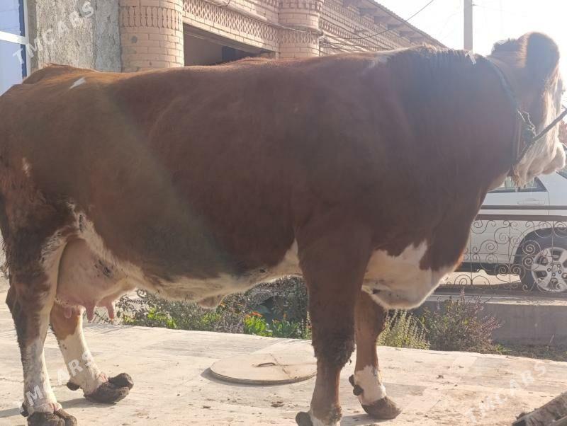 Сементал - Türkmenabat - img 5