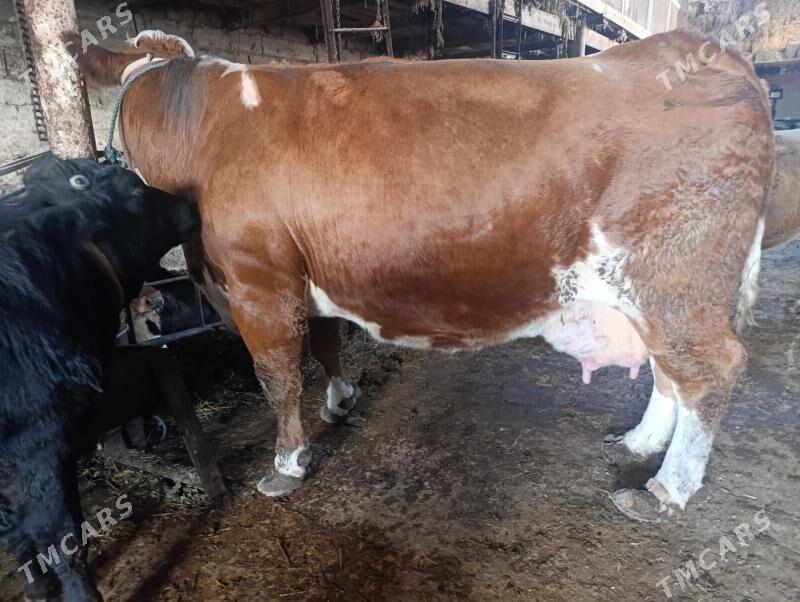 Сементал - Türkmenabat - img 2