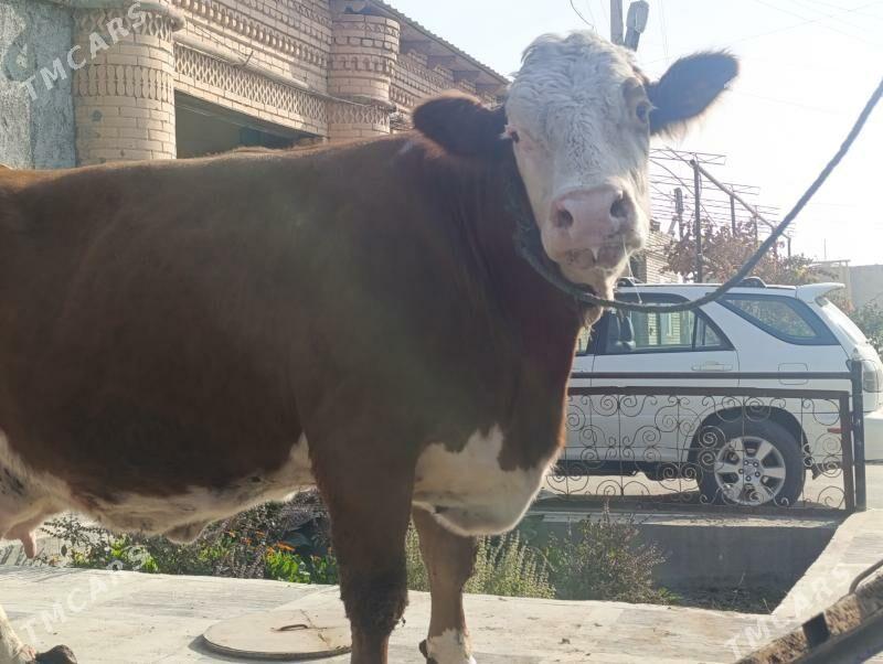 Сементал - Türkmenabat - img 1