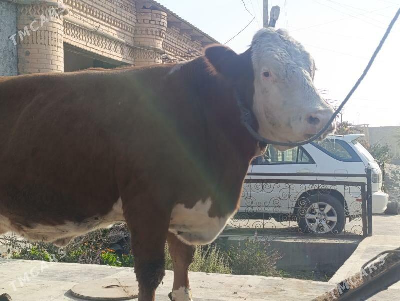 Сементал - Türkmenabat - img 4