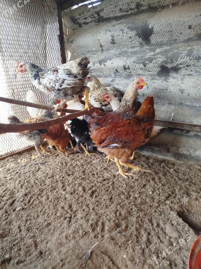 juyje - Сакарчага - img 1