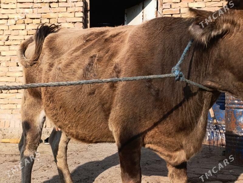 Богаз - Türkmenabat - img 2