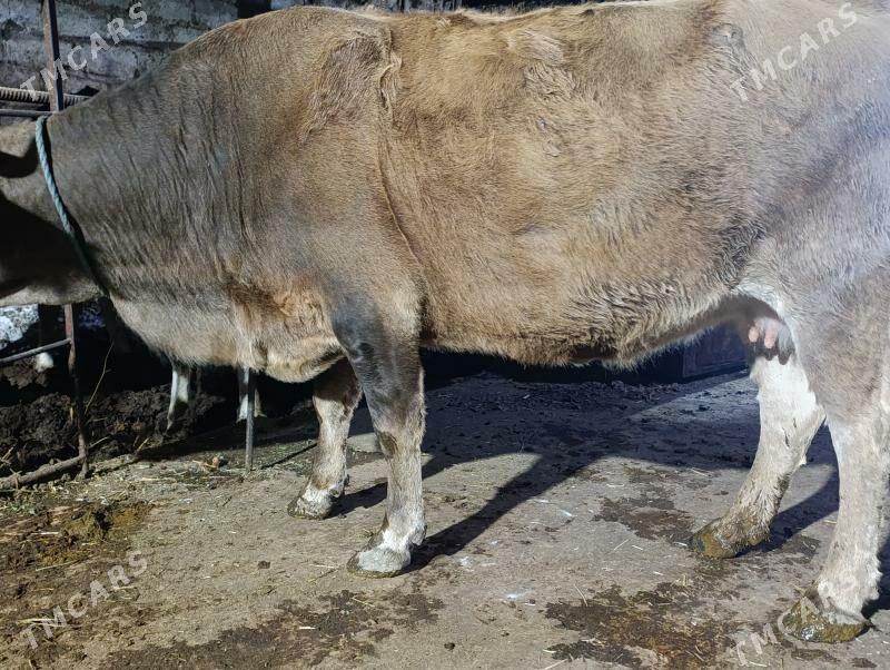 Богаз - Türkmenabat - img 1