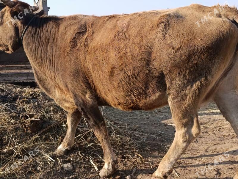 Богаз - Türkmenabat - img 6