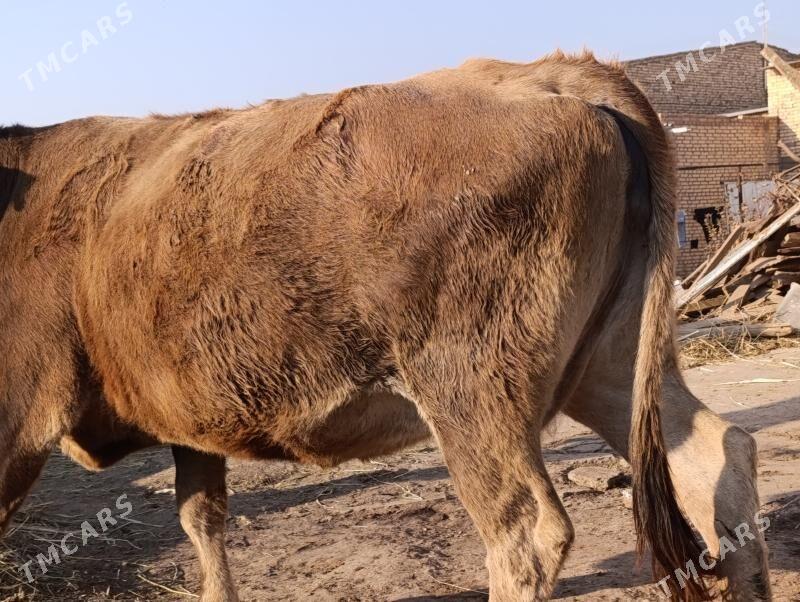 Богаз - Türkmenabat - img 5