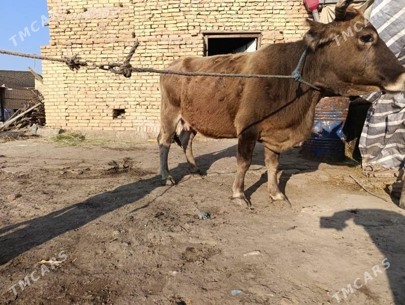 Богаз - Türkmenabat - img 3