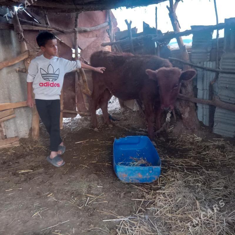 öküz. - Бабадайхан - img 5