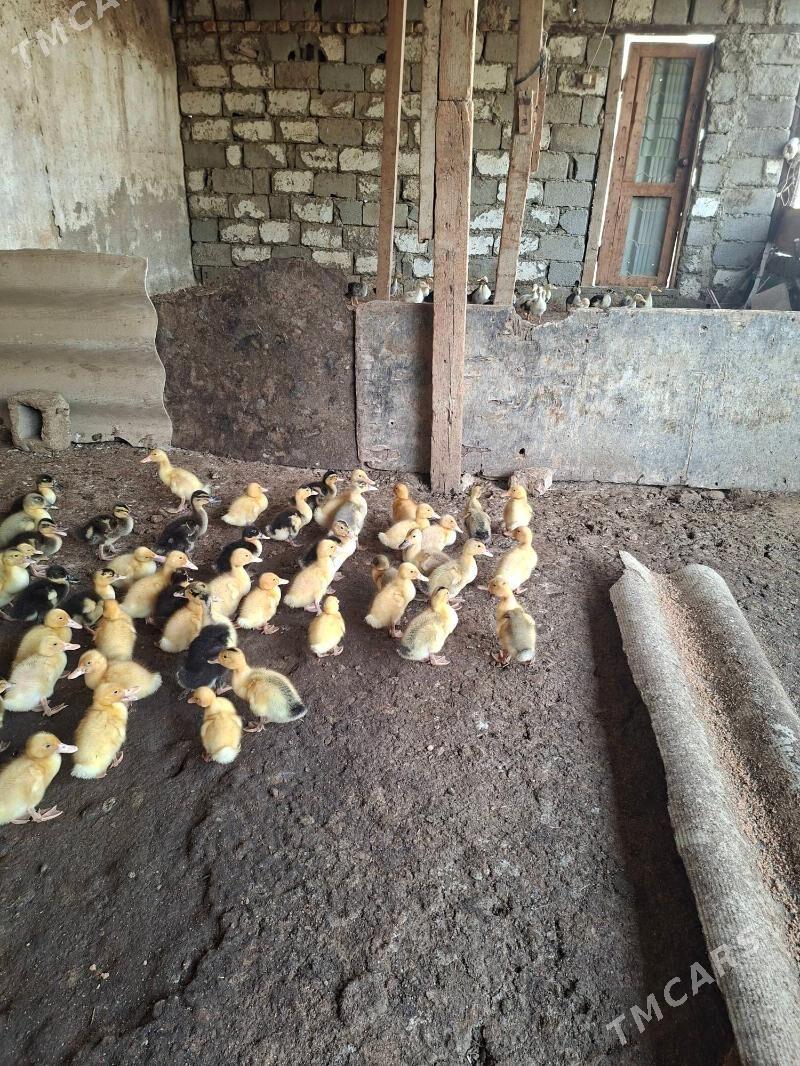 gak gak ördek - Яшлык - img 2