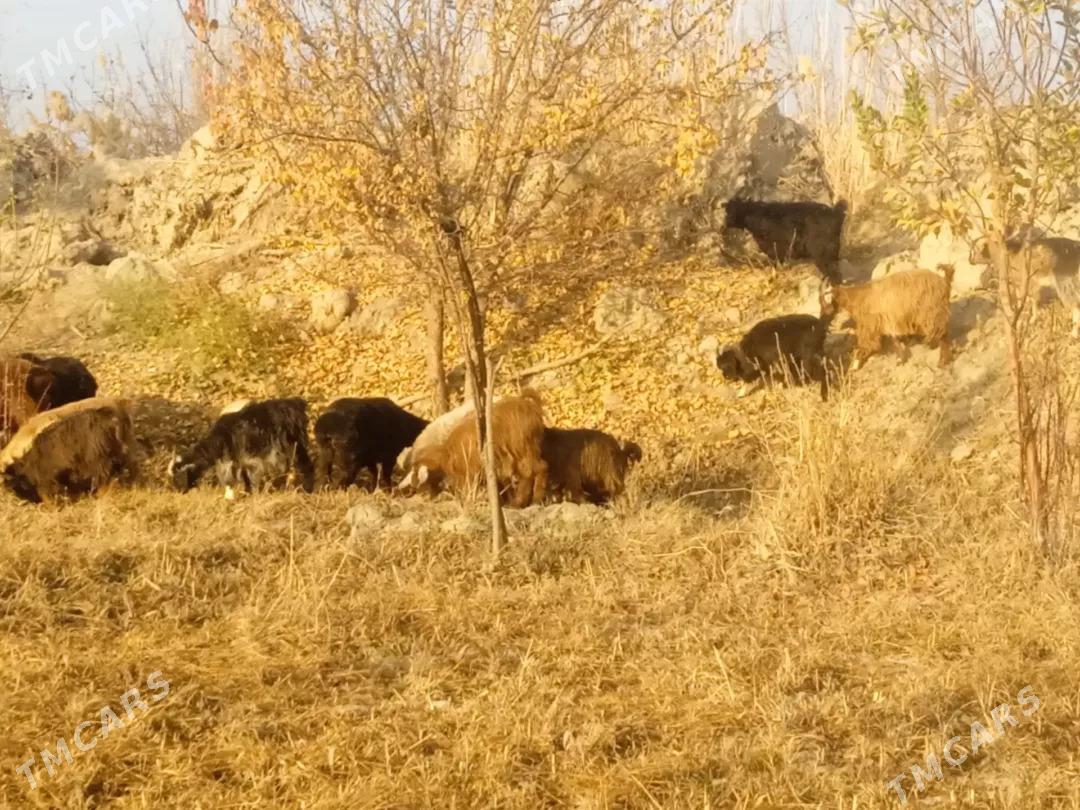 owlak we serke - Farap - img 3