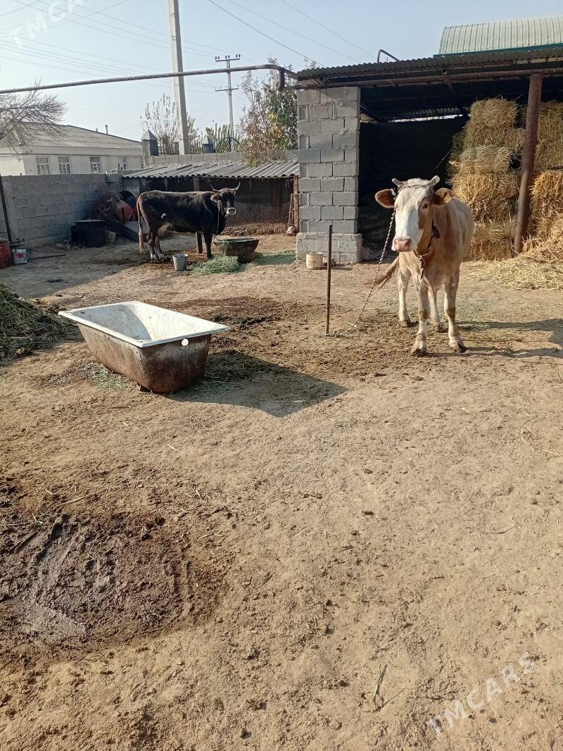 sygyr goʻleli - Ak bugdaý etraby - img 2