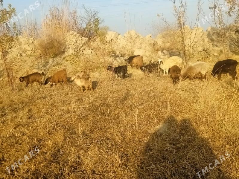 owlak we serke - Farap - img 1