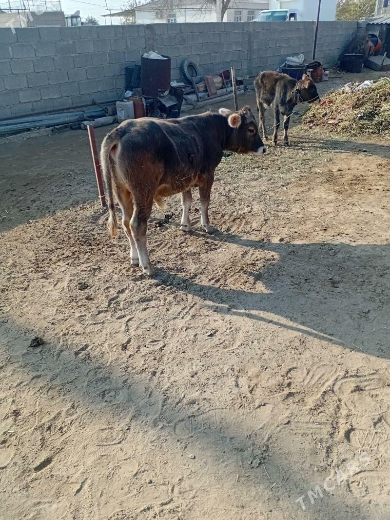 sygyr goʻleli - Ak bugdaý etraby - img 3