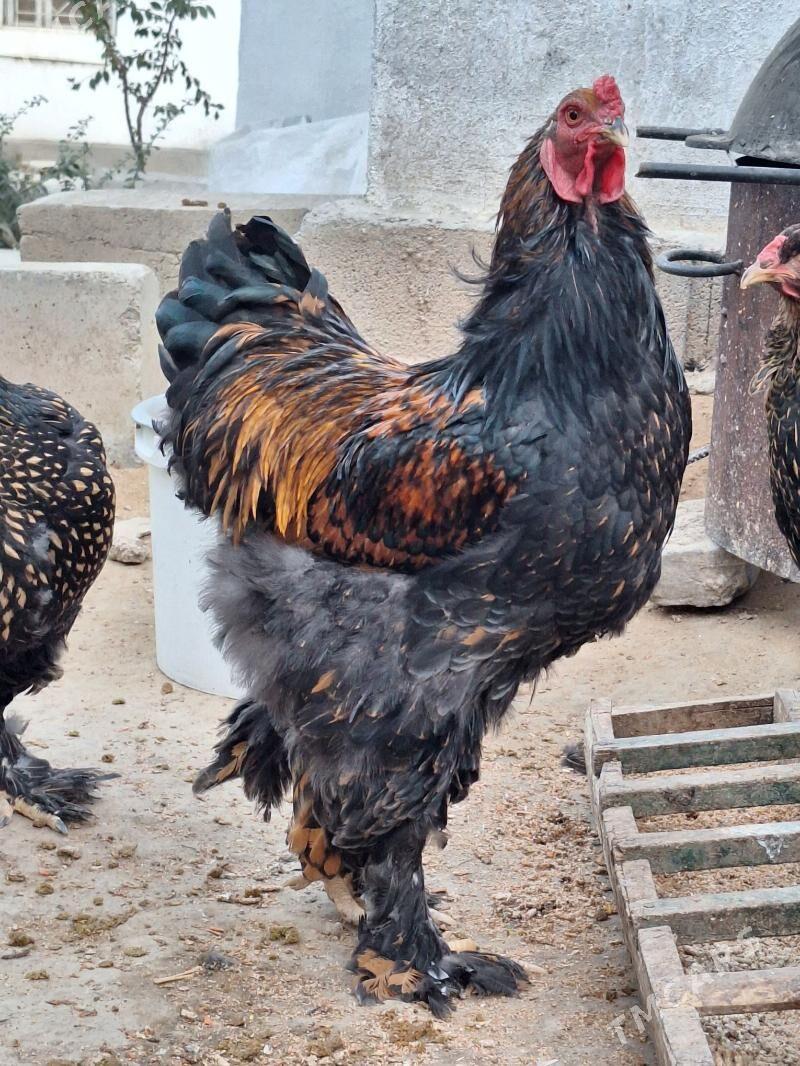 brama - Ашхабад - img 1