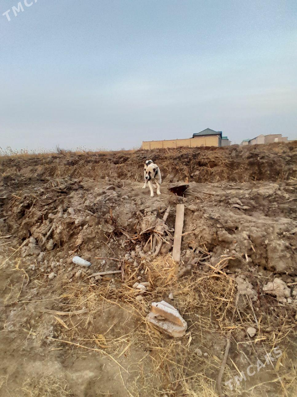 Copan - Daşoguz - img 2