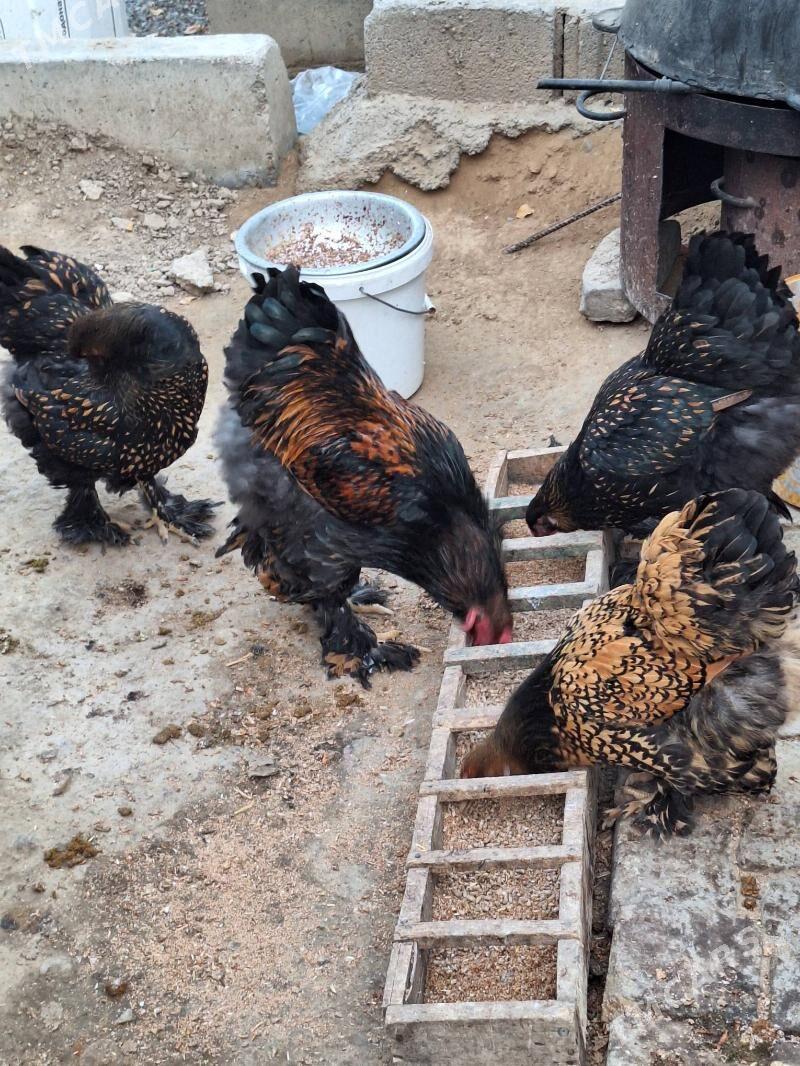 brama - Ашхабад - img 2