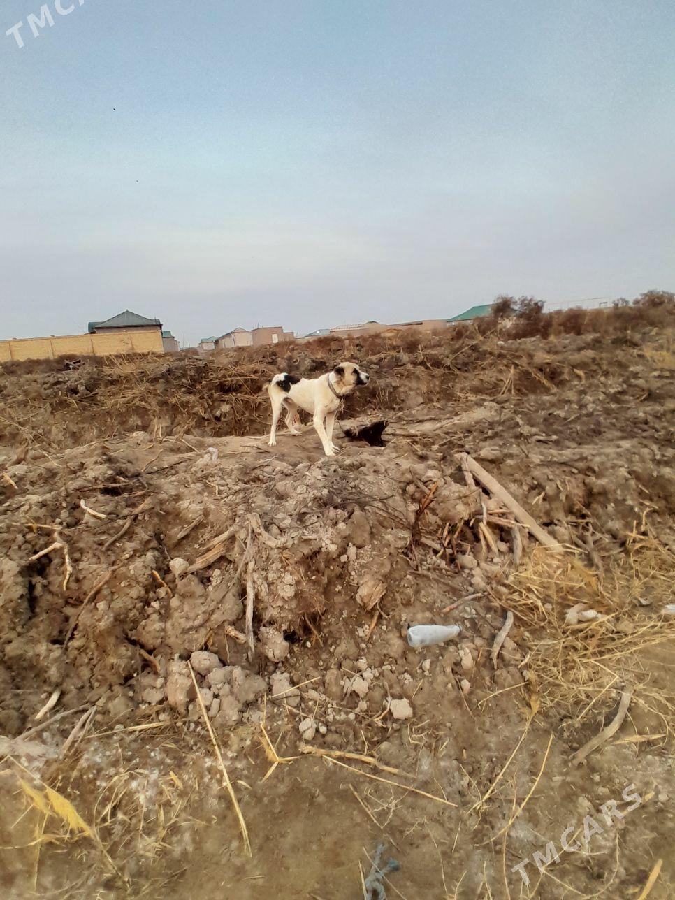 Copan - Daşoguz - img 1