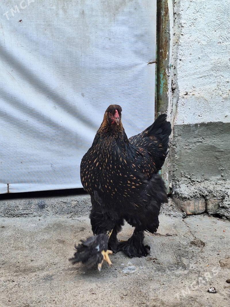 brama - Ашхабад - img 4