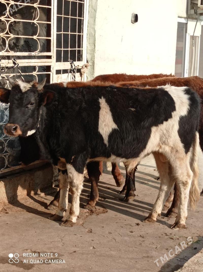 Gibrit tohum okuz - Aşgabat - img 4