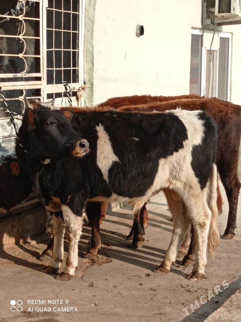 Gibrit tohum okuz - Aşgabat - img 5