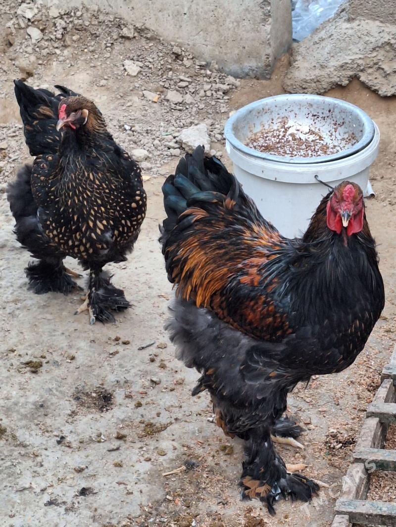 brama - Ашхабад - img 3