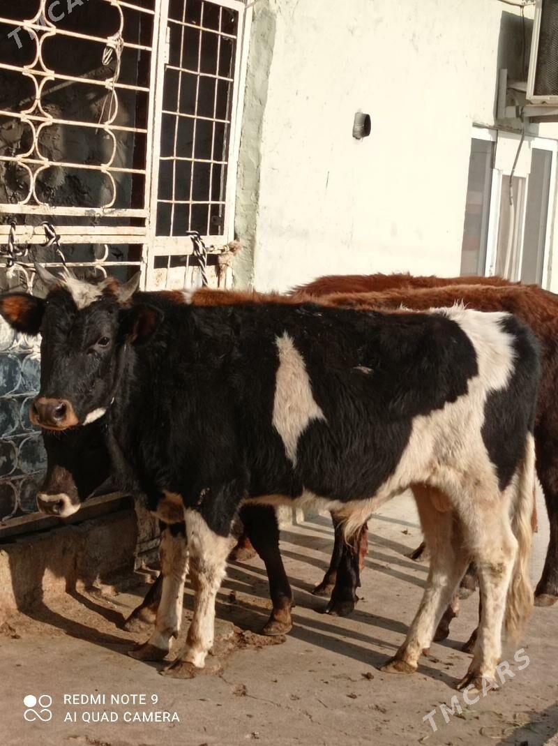 Gibrit tohum okuz - Aşgabat - img 1