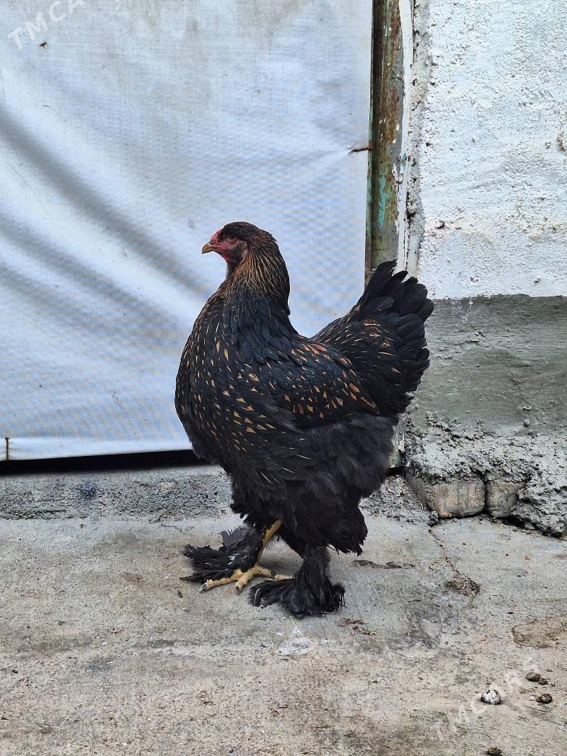 brama - Ашхабад - img 5