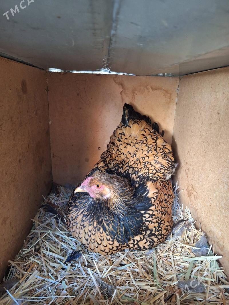 brama - Ашхабад - img 6